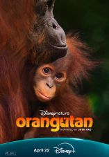 Orangutan