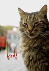Kedi