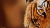 Tigers on the Rise Fragman