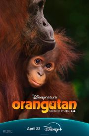 Orangutan