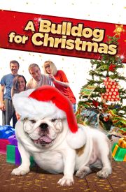 A Bulldog for Christmas