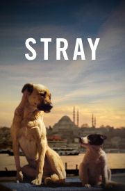 Stray
