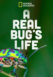 A Real Bug's Life