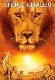 African Cats