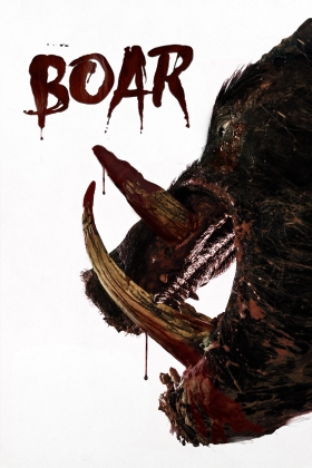 Boar