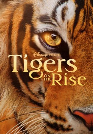 Tigers on the Rise