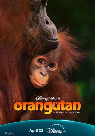 Orangutan