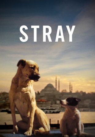 Stray