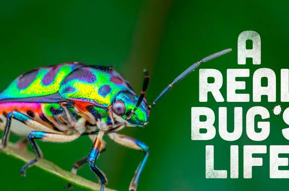 A Real Bug's Life