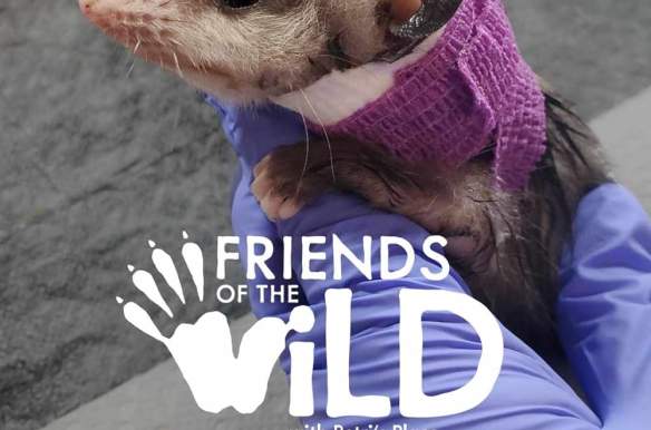 Friends of the Wild