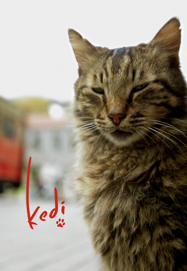Kedi 2016 izle