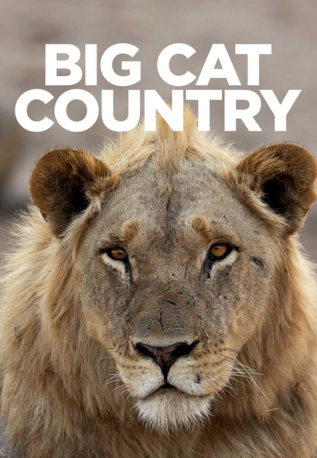 Big Cat Country