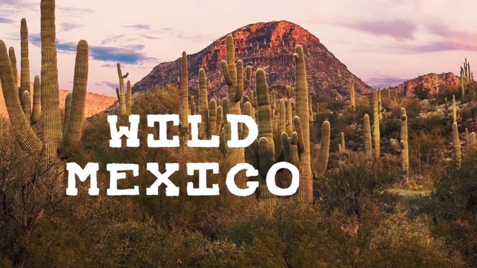 Wild Mexico