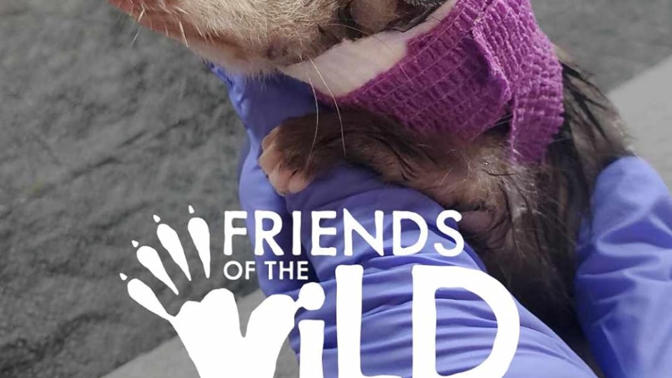 Friends of the Wild