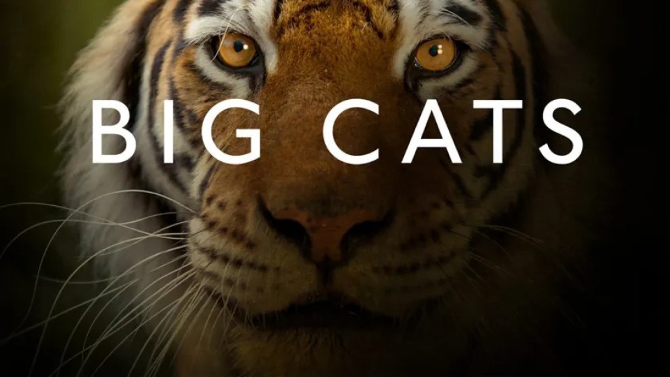 Big Cats