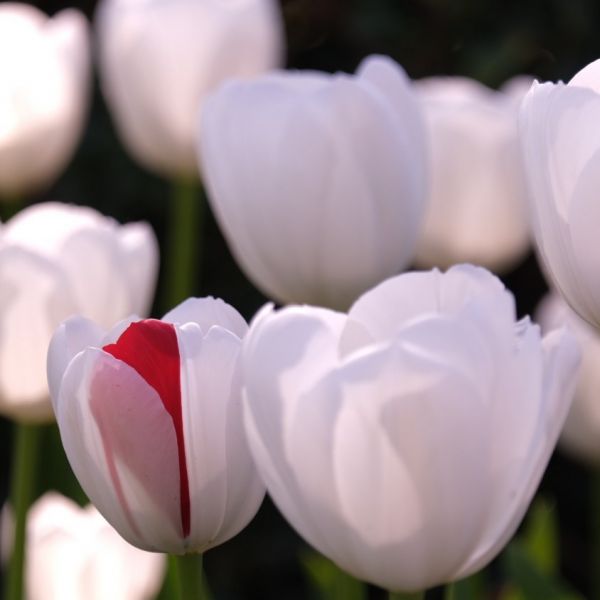 143494___oguzhandeniz