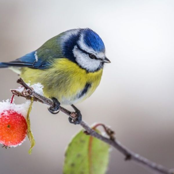 165293___calm_tit