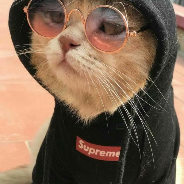 rookiecats