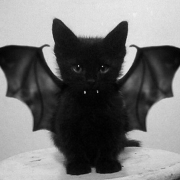 bat.cat
