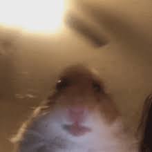 Animegurmesihamster