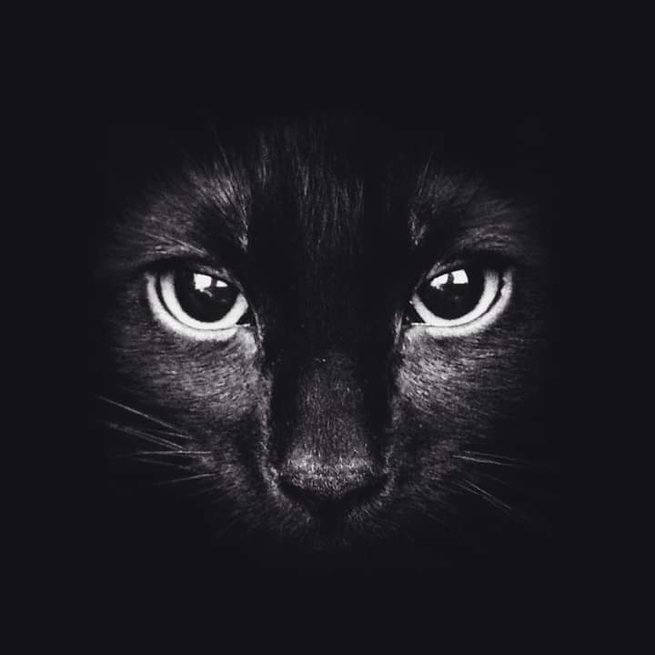 _midnight_blue_