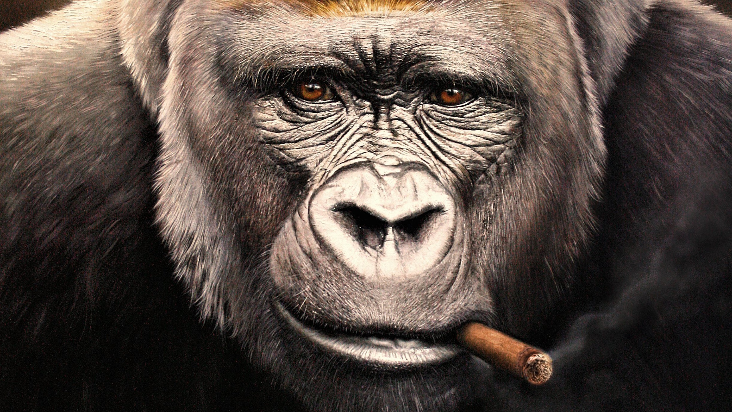 SSgorilla