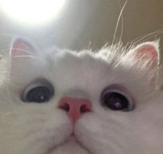 Drxiwq