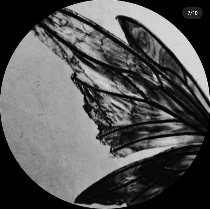 sumeyye-masraf